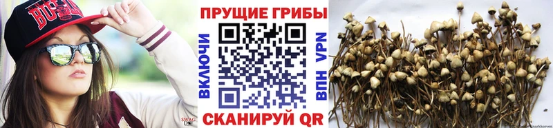 кракен онион  Змеиногорск  Галлюциногенные грибы Psilocybine cubensis 